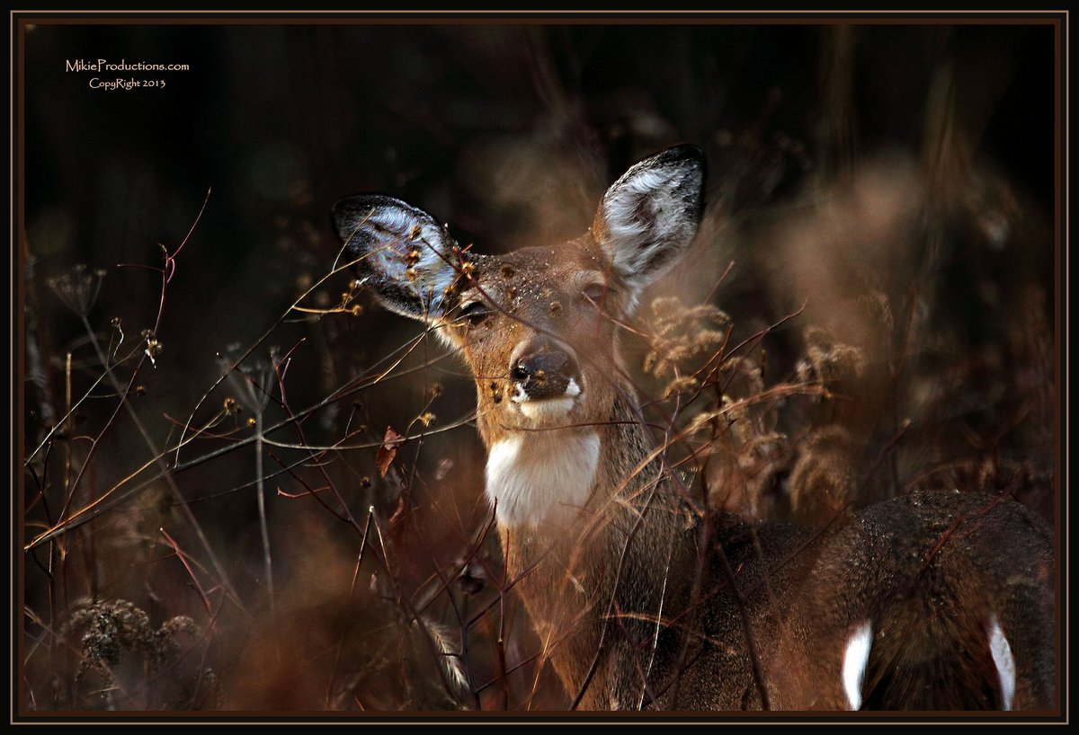 ‘In Tall Grass’