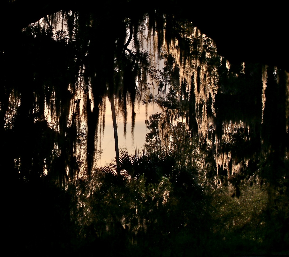 The face in the trees