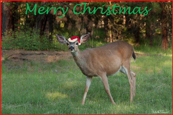 Merry Christmas
