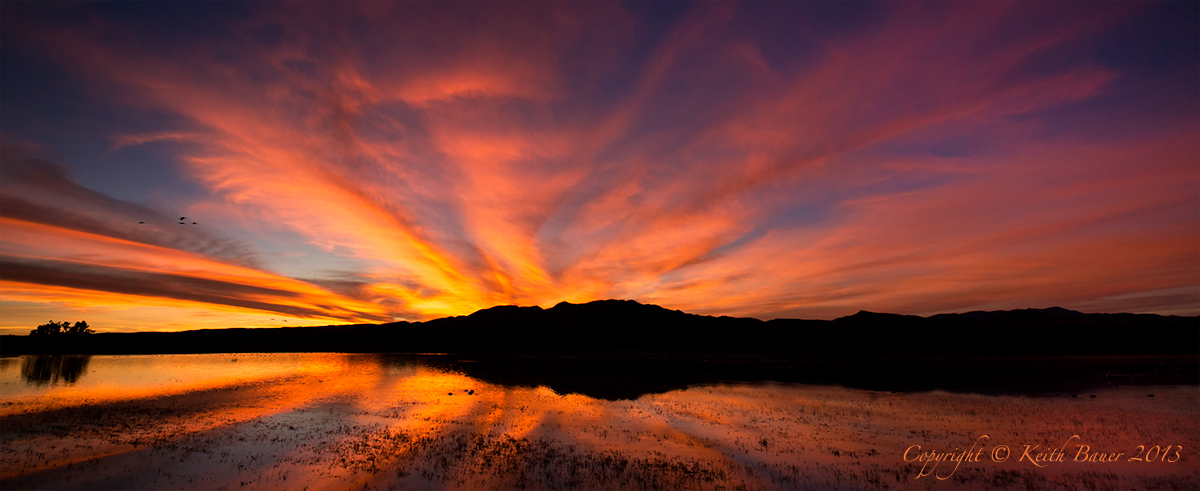 Bosque Sunset