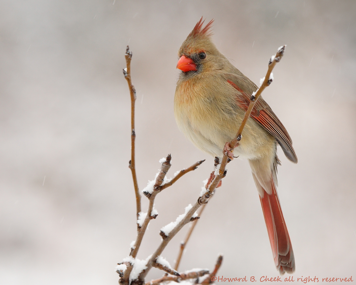 Cardinal Christmas