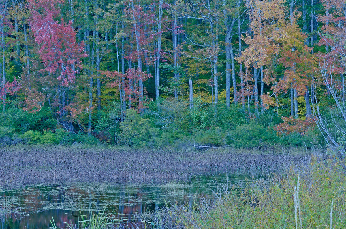 autumn pond