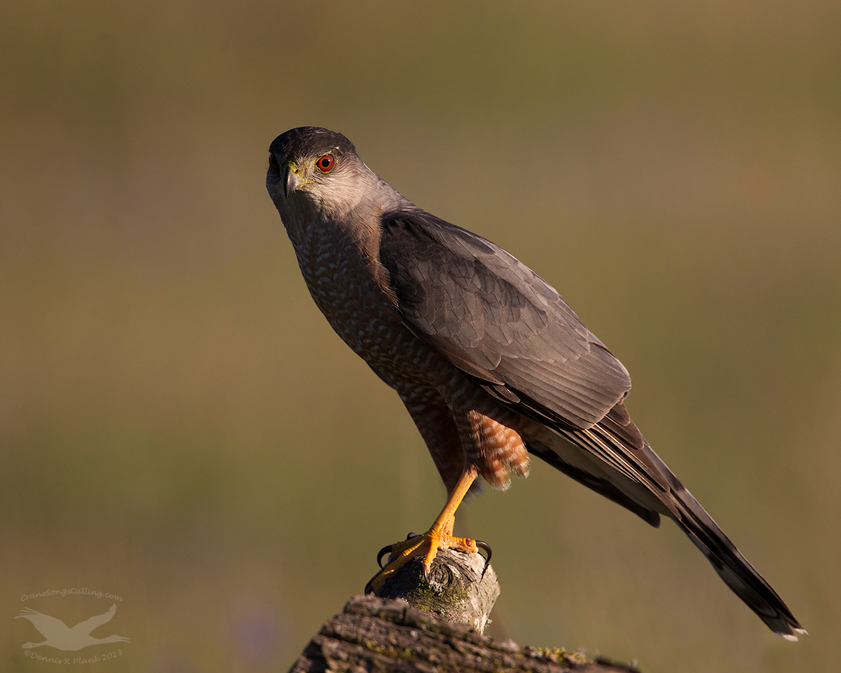 Sharp-Shinned Hawk
