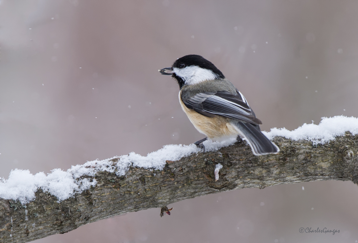 Black-capped