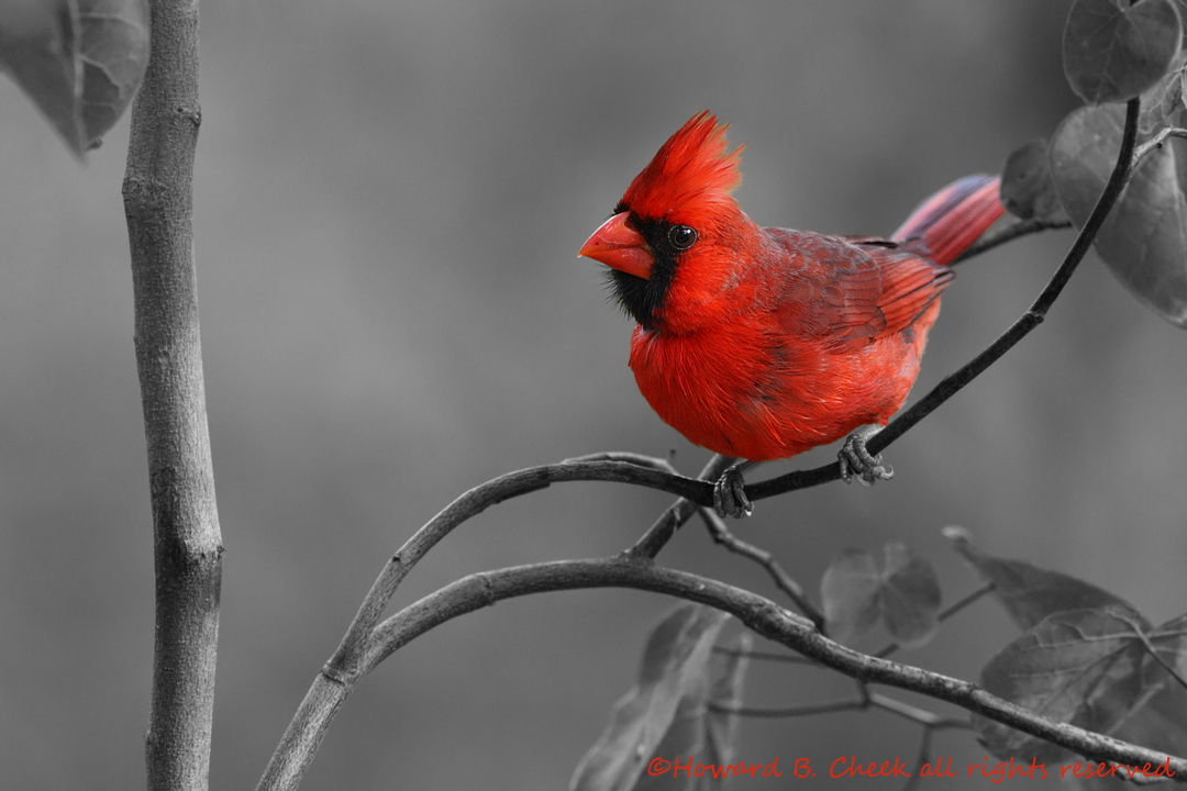 Red for Christmas