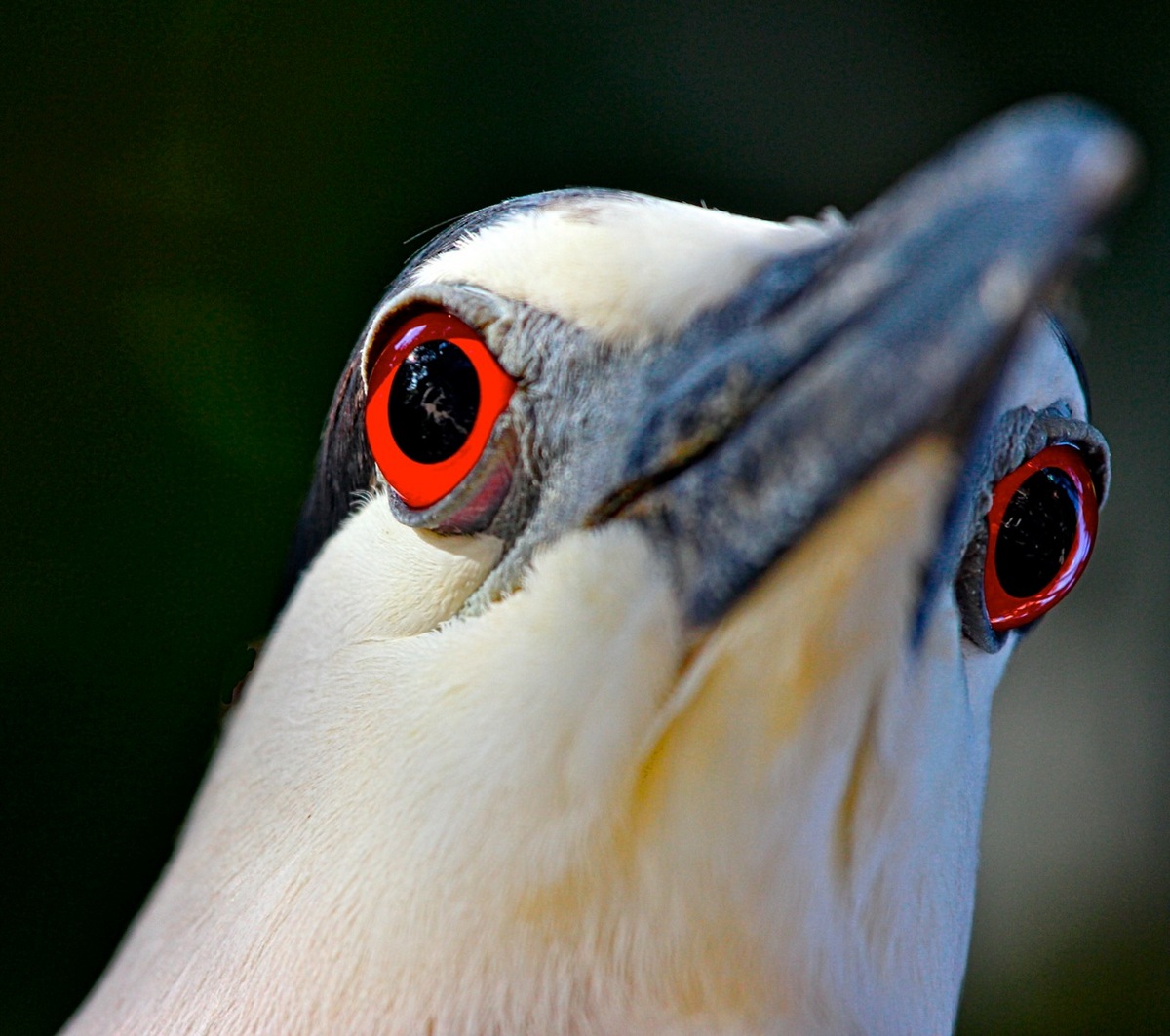 What nice eyes you have + addition