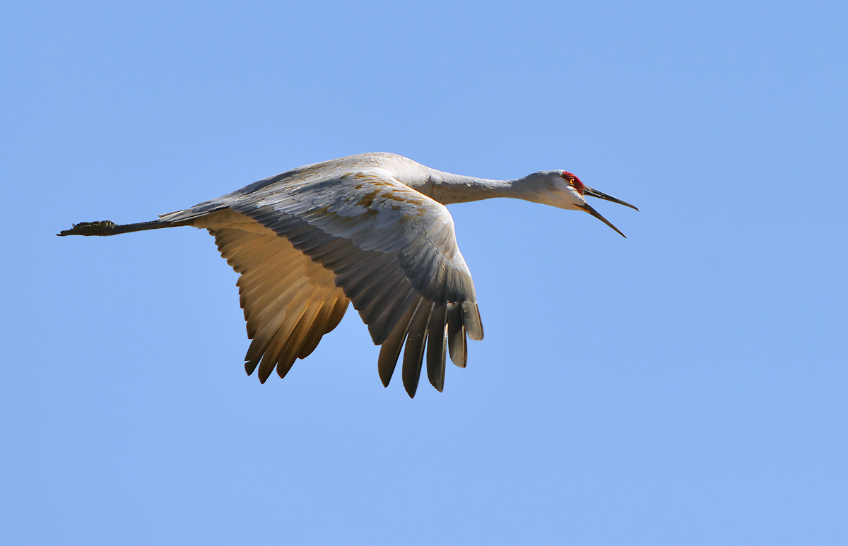 Sandhill in flight