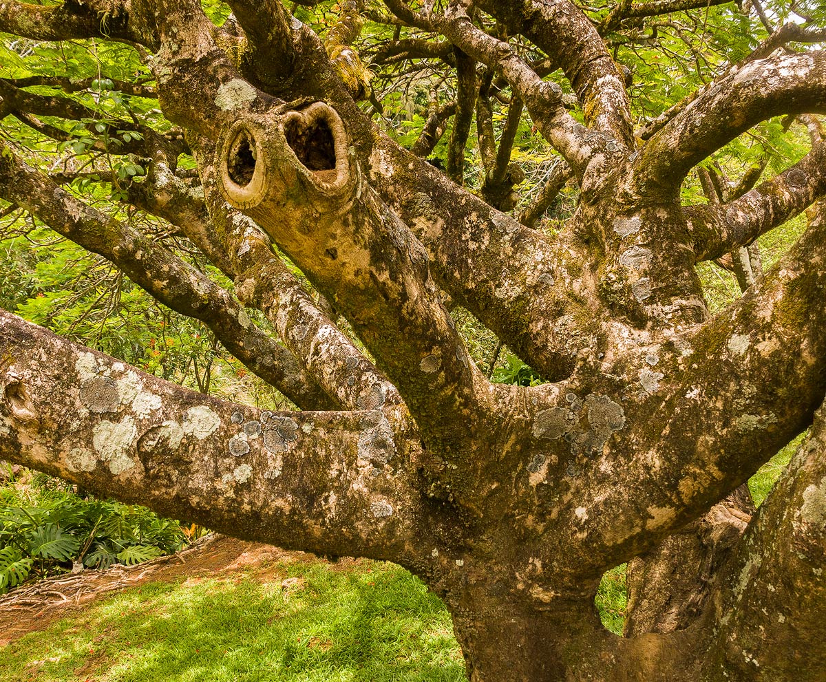 Tree trunk