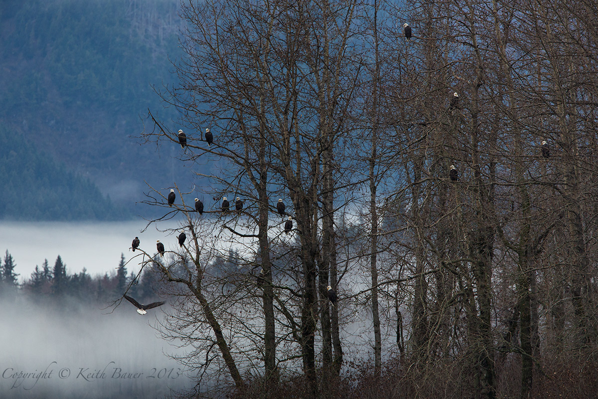 The Gathering