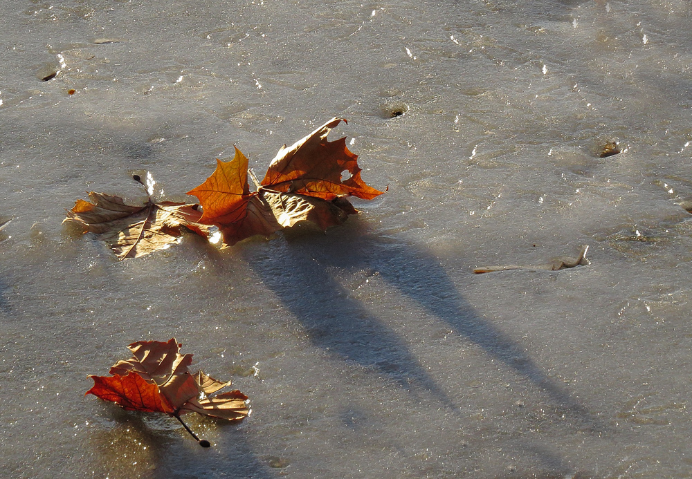 Frozen Fall