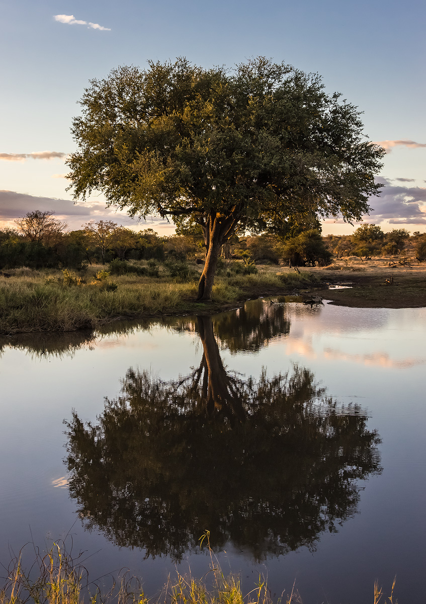 Tree at sunset