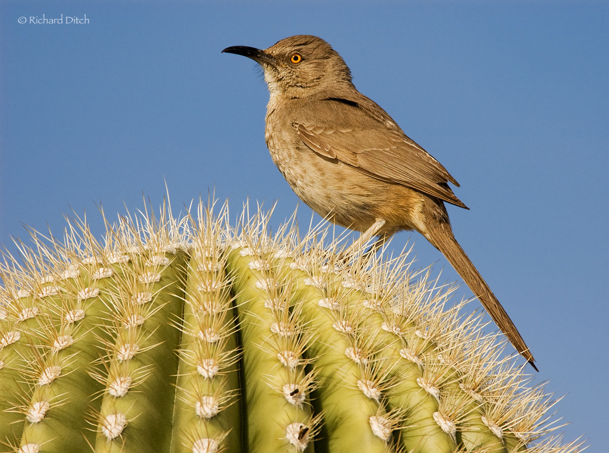Curve-billed Thrasher