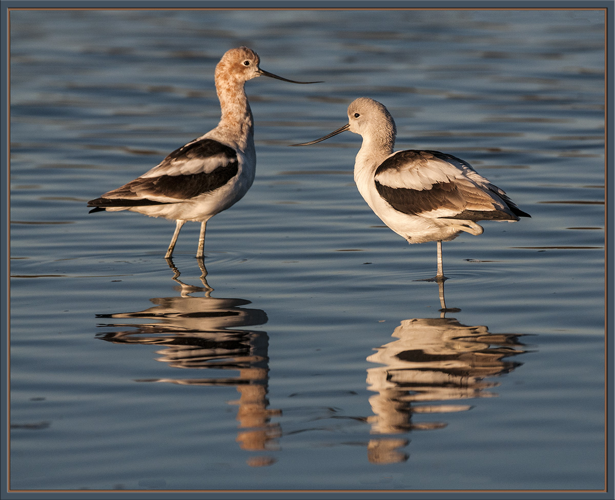 Avocets