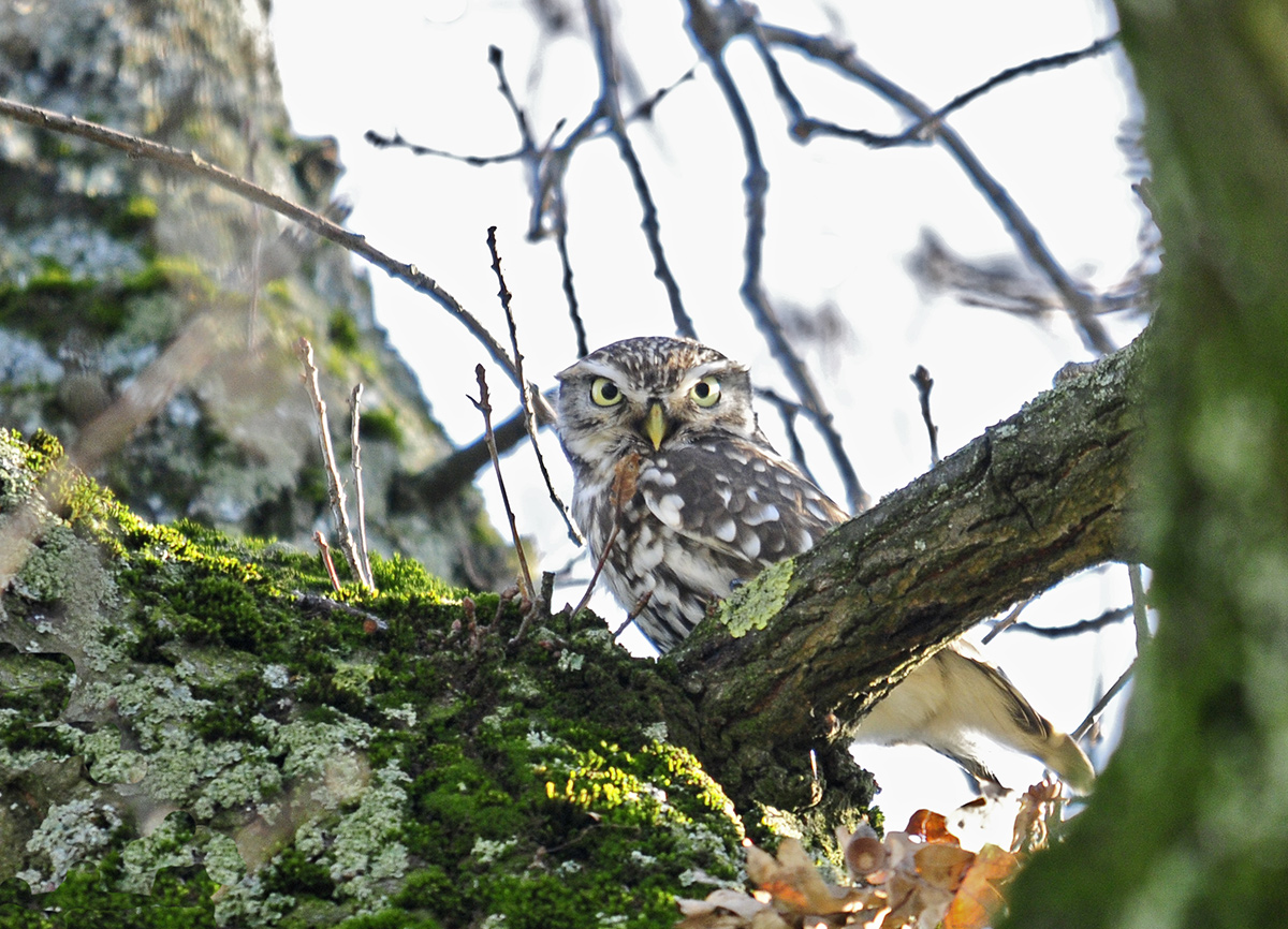 Little Owl