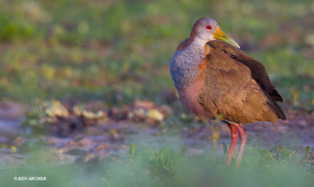 Giant Wood Rail