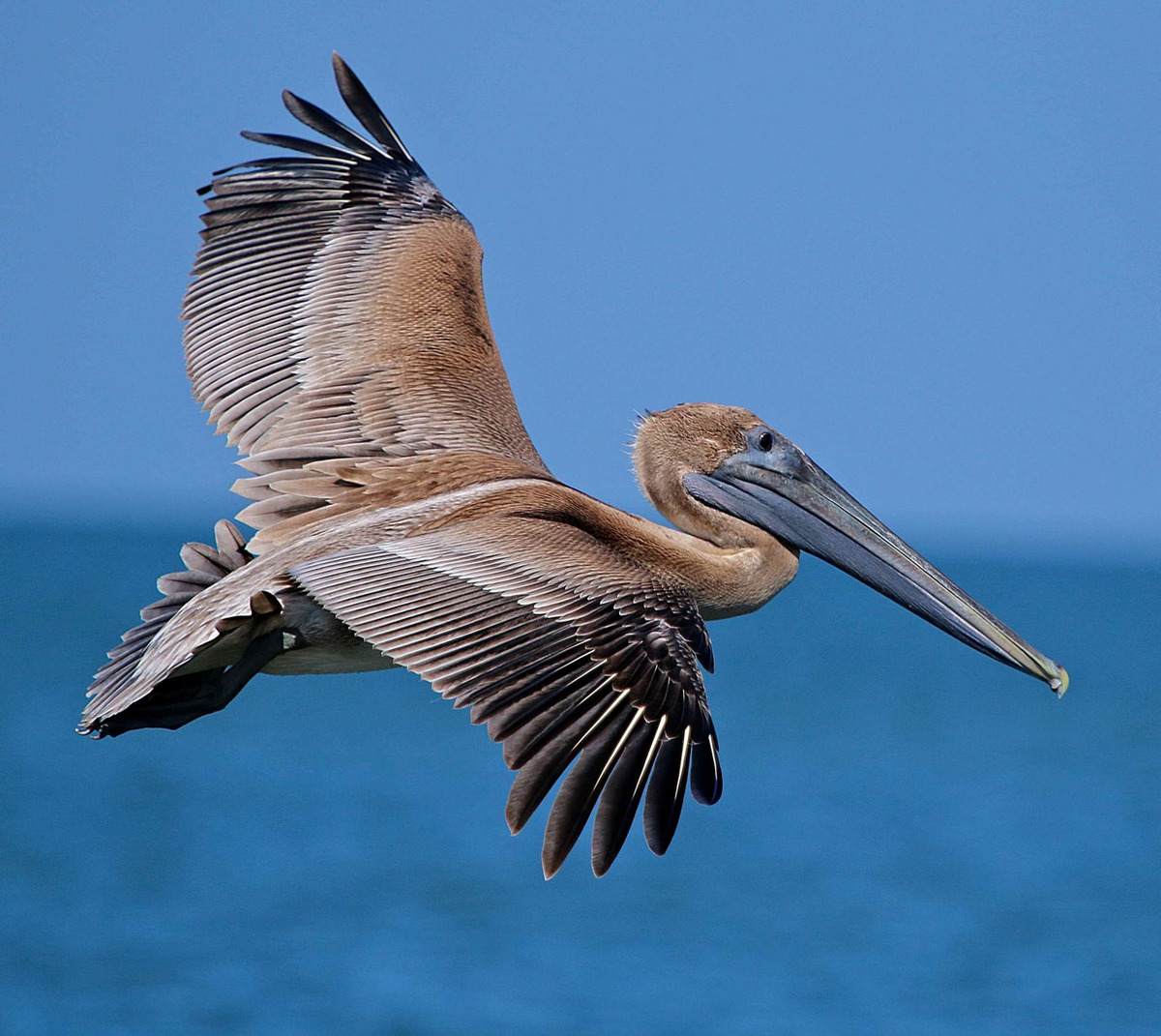 Pelican Fly-by + addition