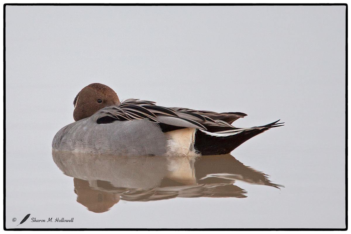 Peaceful Pintail