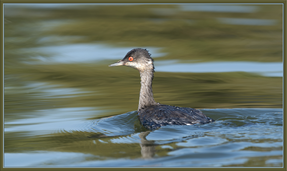 Earred Grebe