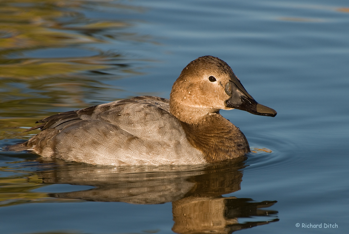 Canvasback