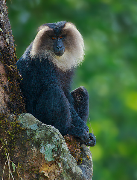 Lion-tailed Macaque