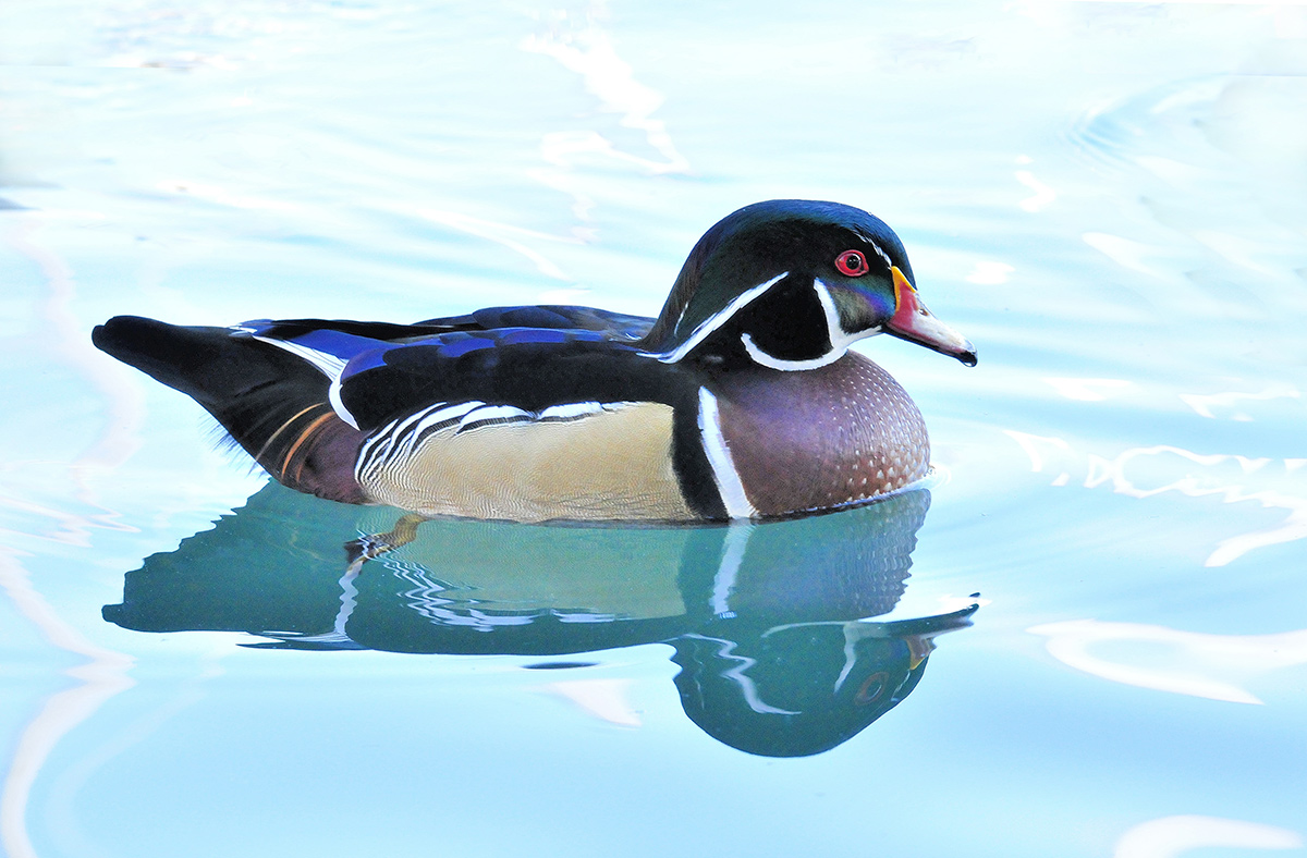 Wood Duck