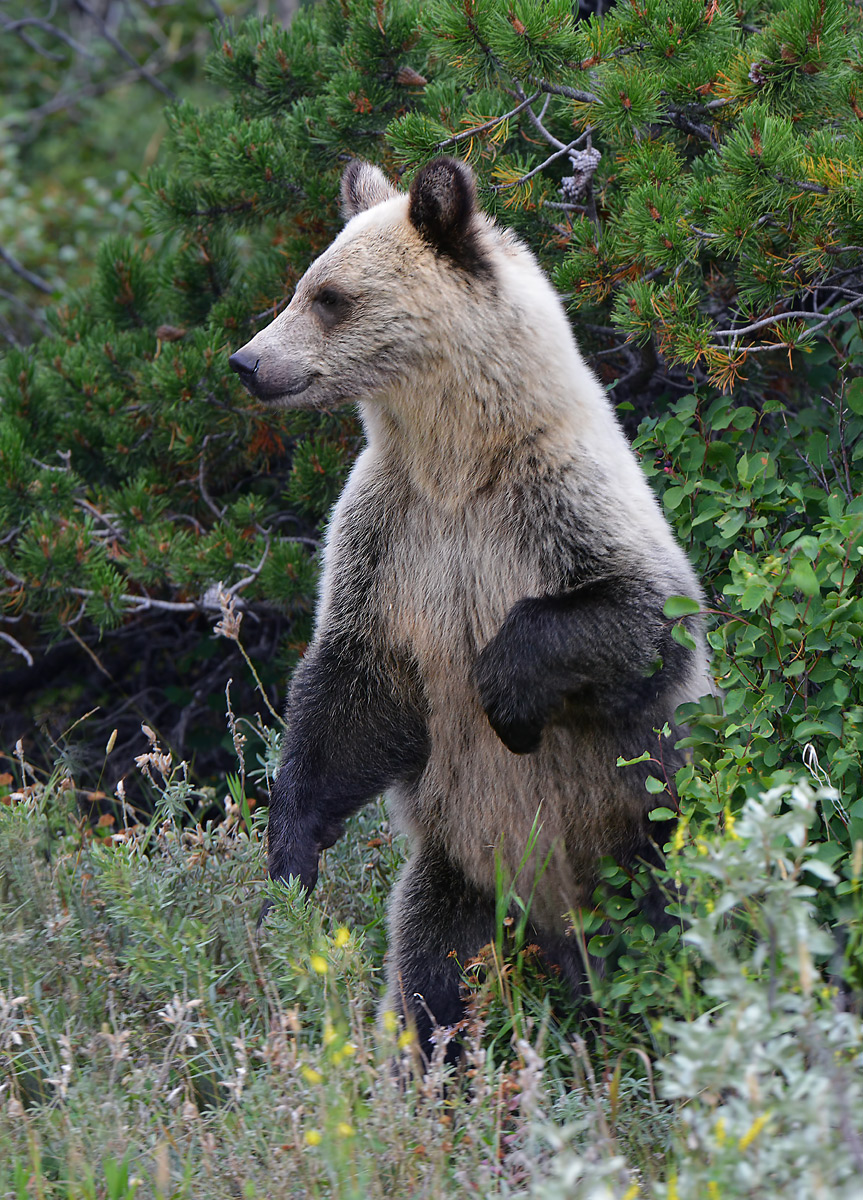 Grizzly encounter