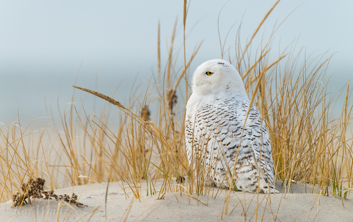 Snowy on the Dune