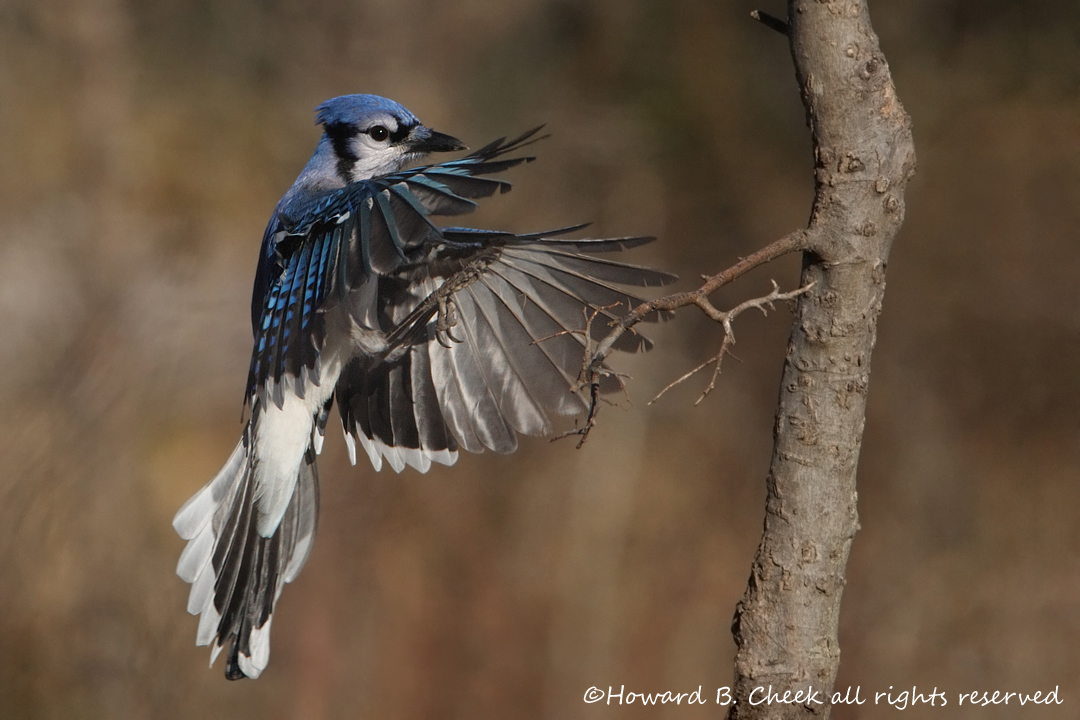 Blue Landing