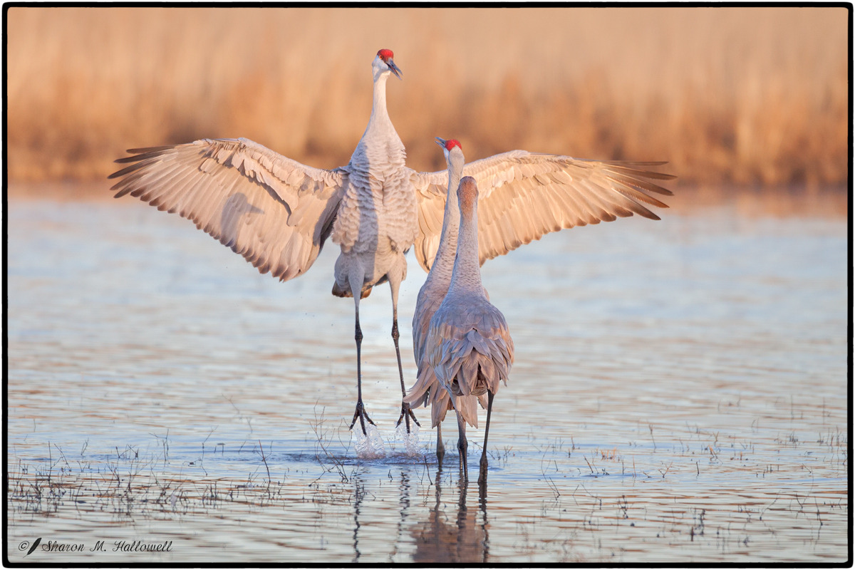 Sandhill Display+Repost