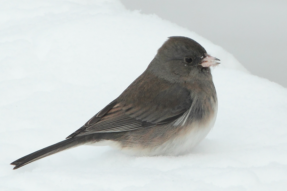 new junco 