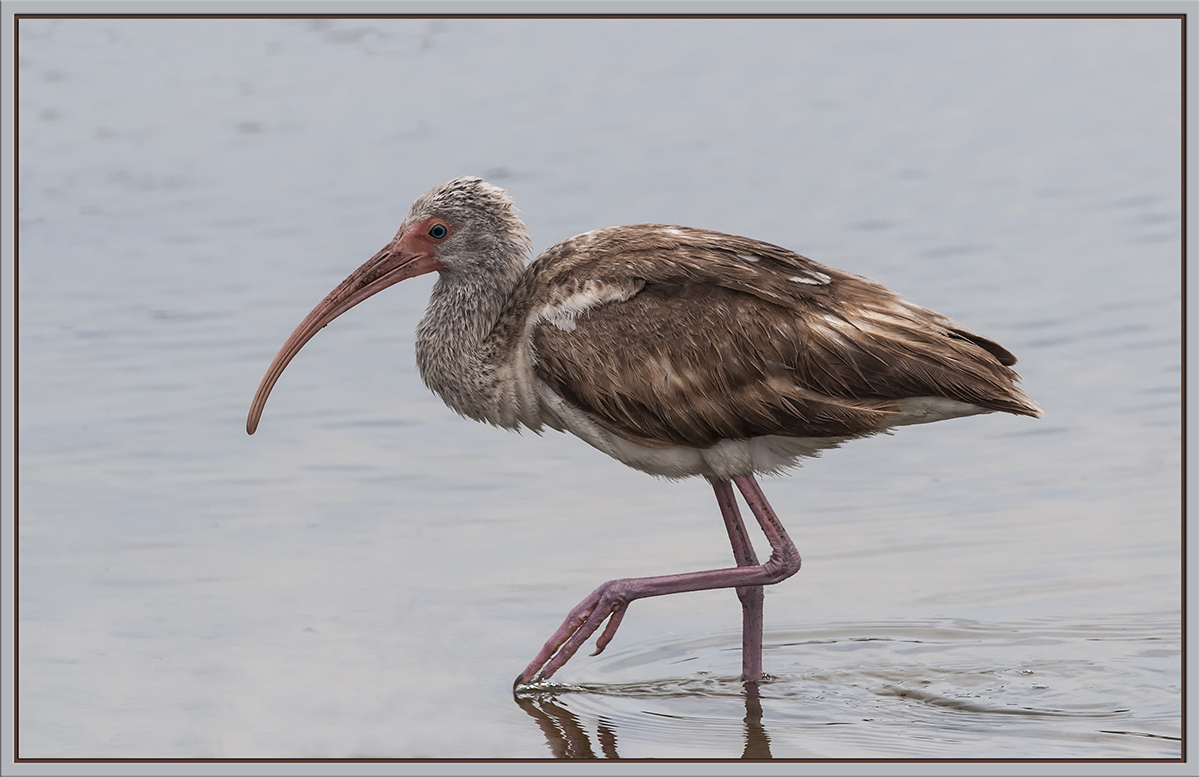 Juvie Ibis