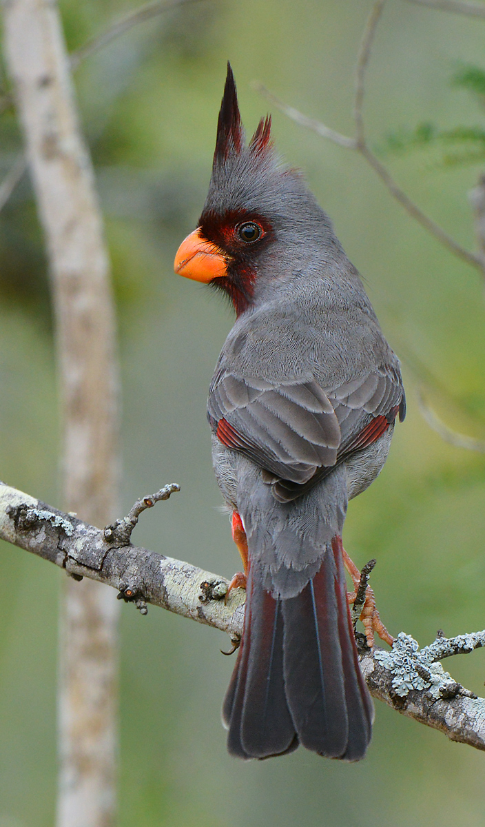 Pyrrhuloxia