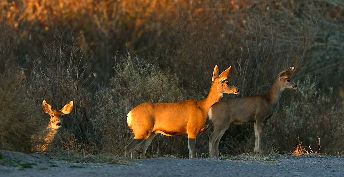 Mulies at sunrise