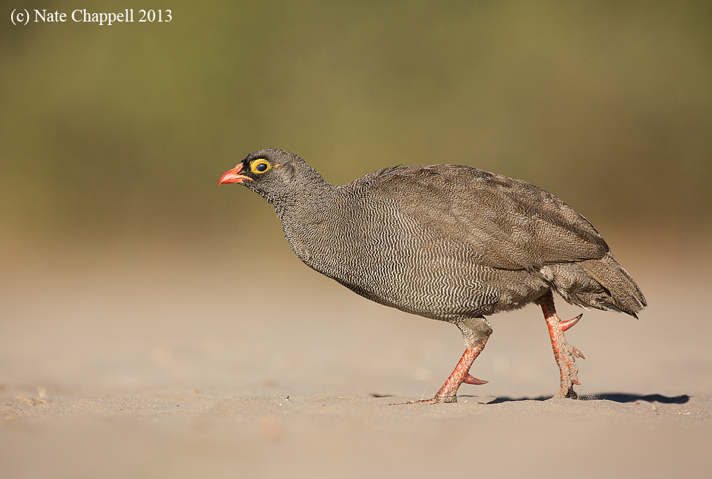 Red-billed Francolin