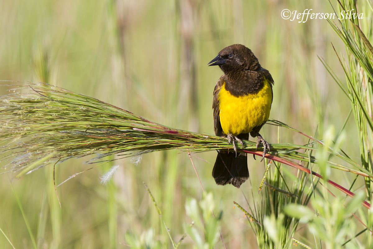 Yellow-rumped Marshbird