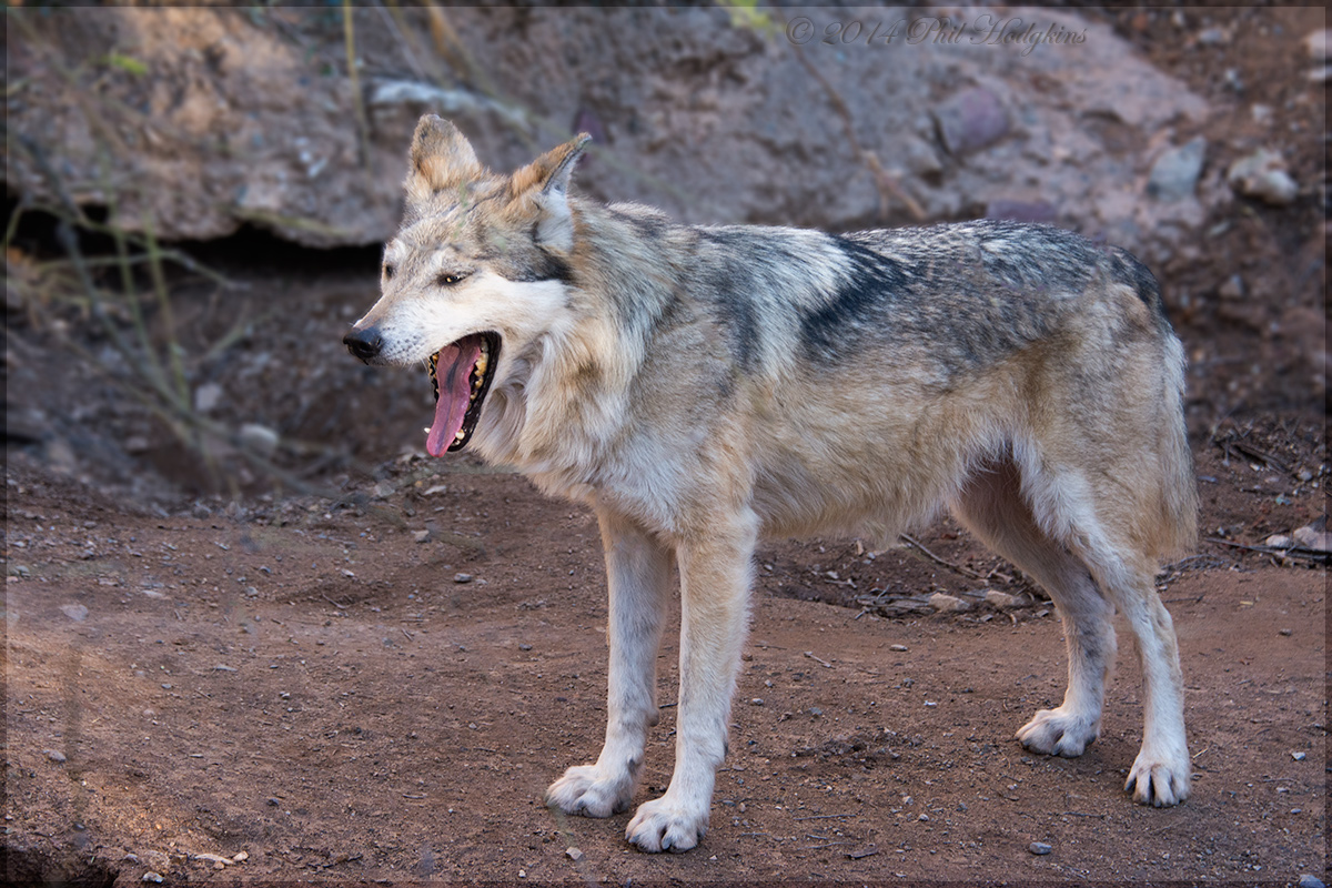 Bored Desert Wolf (C)