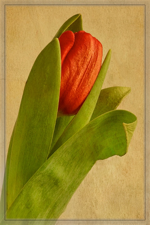 Red Tulip