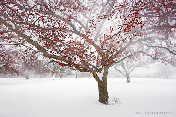 Crabapple in the Wind