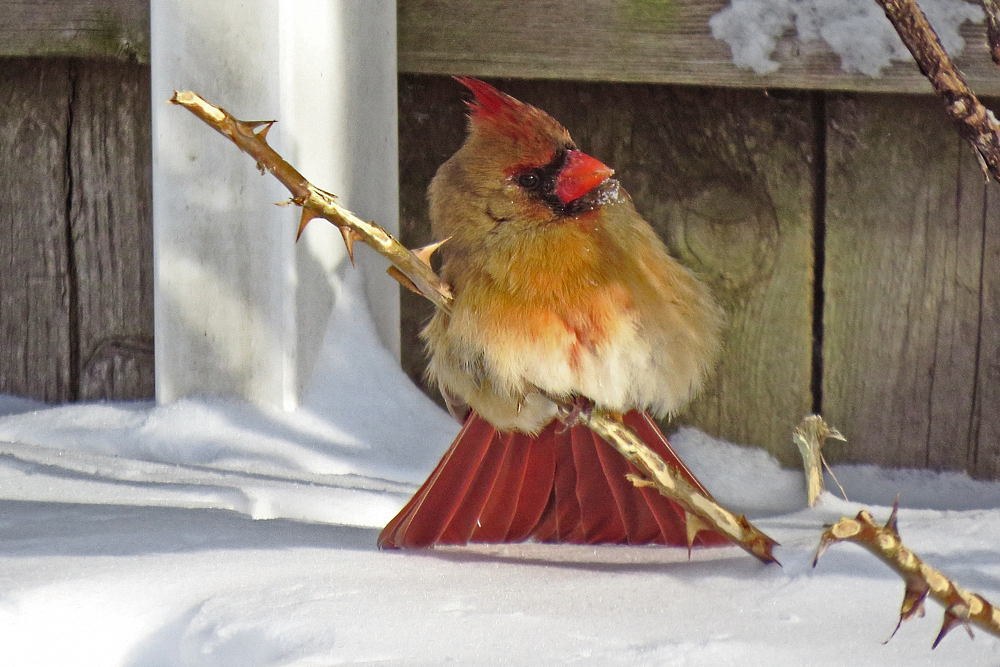 Winter cardinal + repost