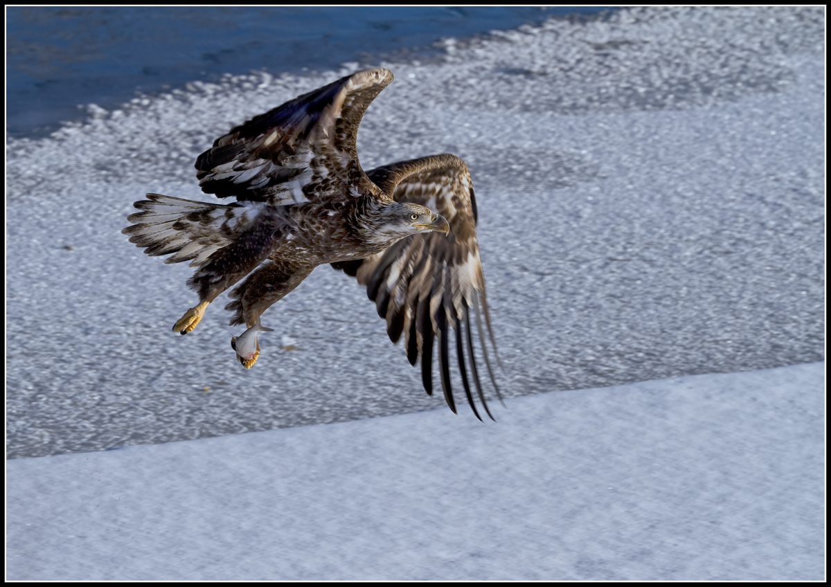 Immature Bald Eagle