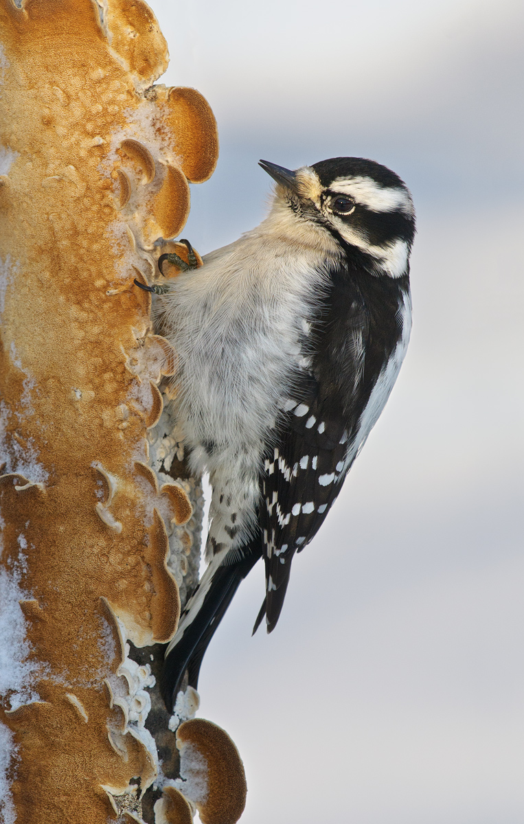 Female Downy last light