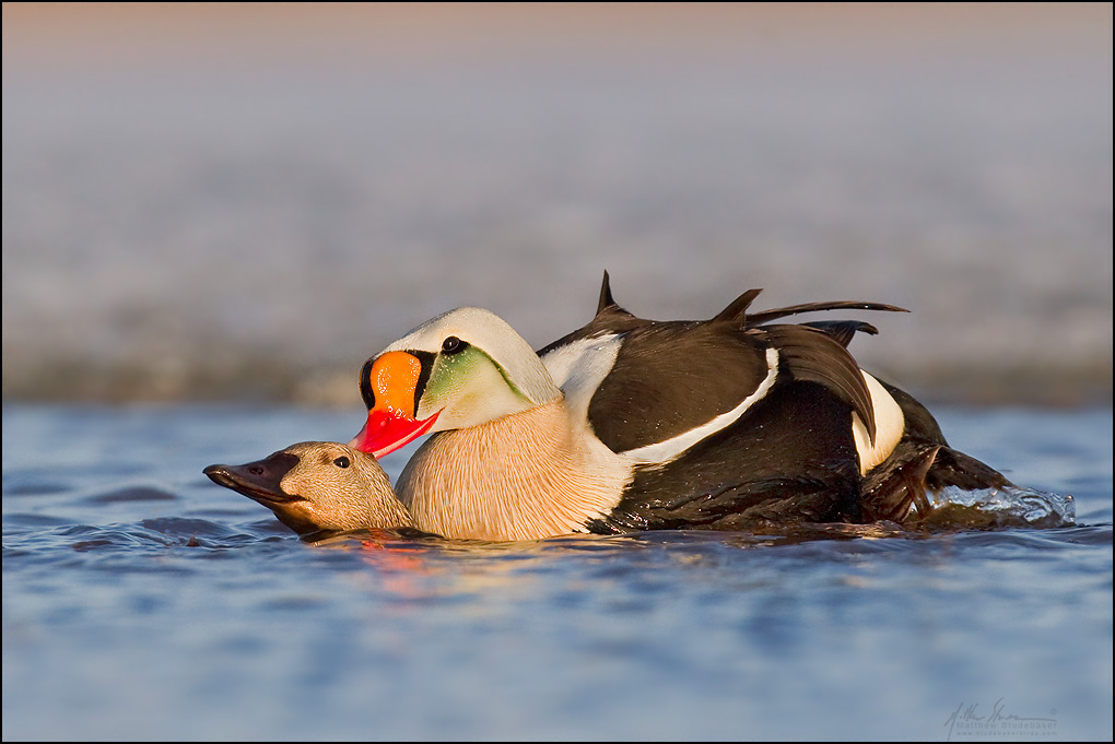 King Eiders in Barrow