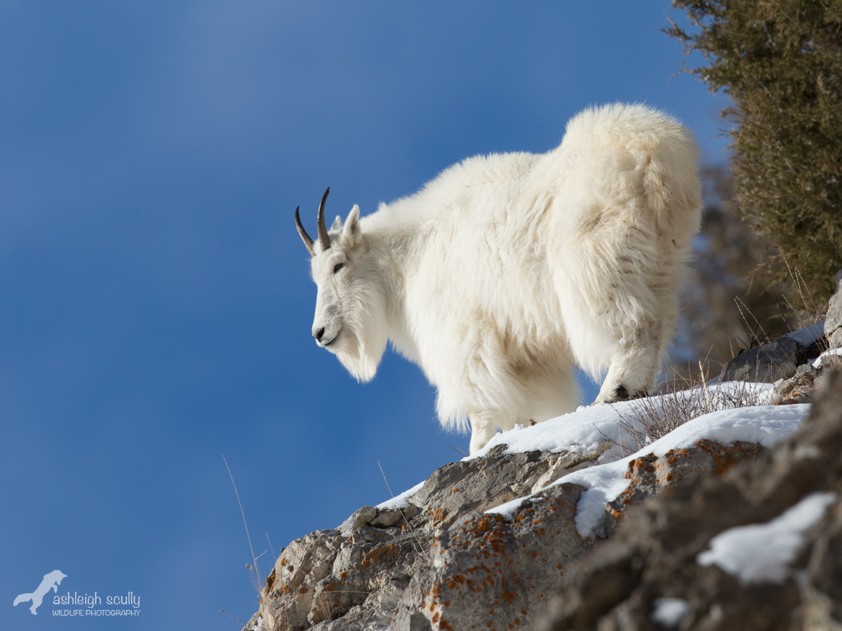King of the Mountain