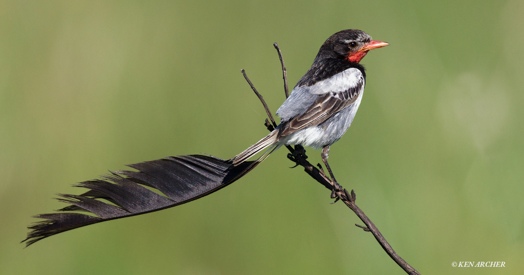 Strange-tailed Tyrant