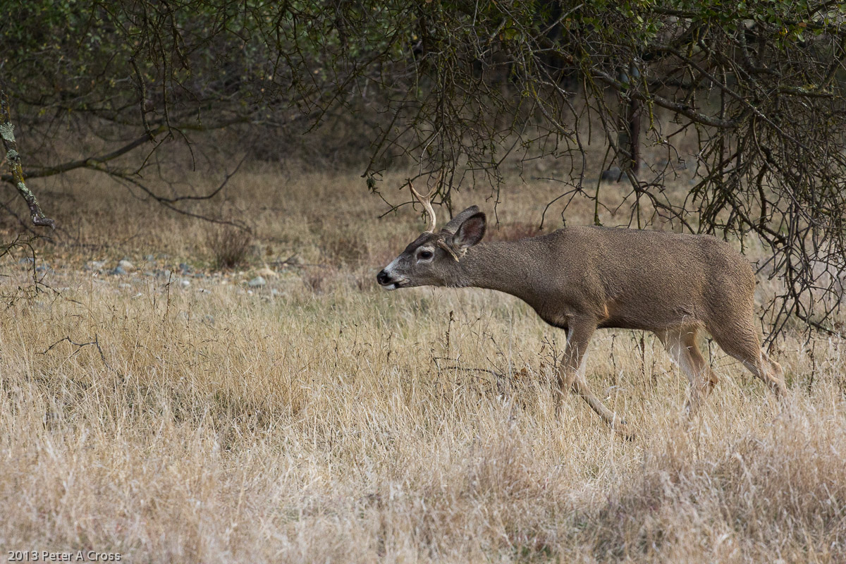 The Chase