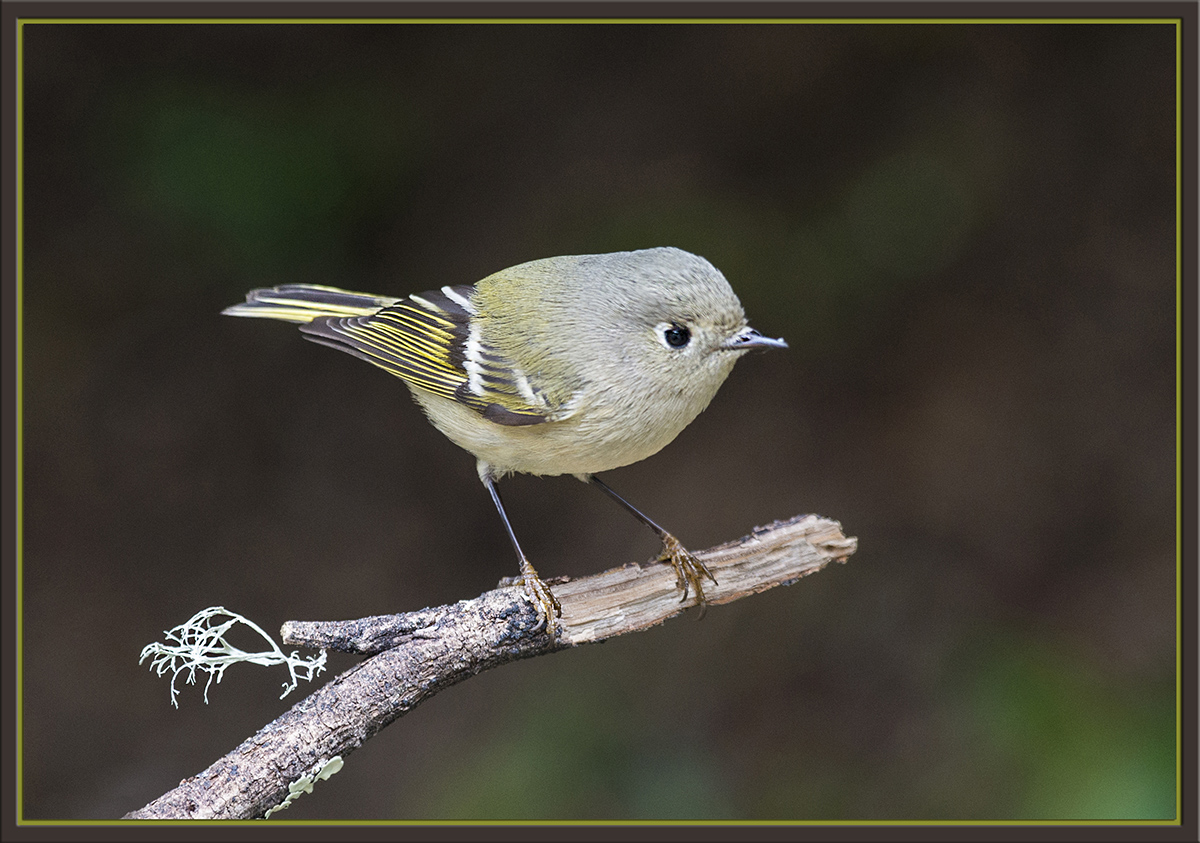 Ruby-Crowned Kinglet 