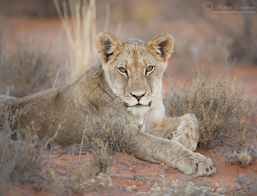 Pensive Juvenile