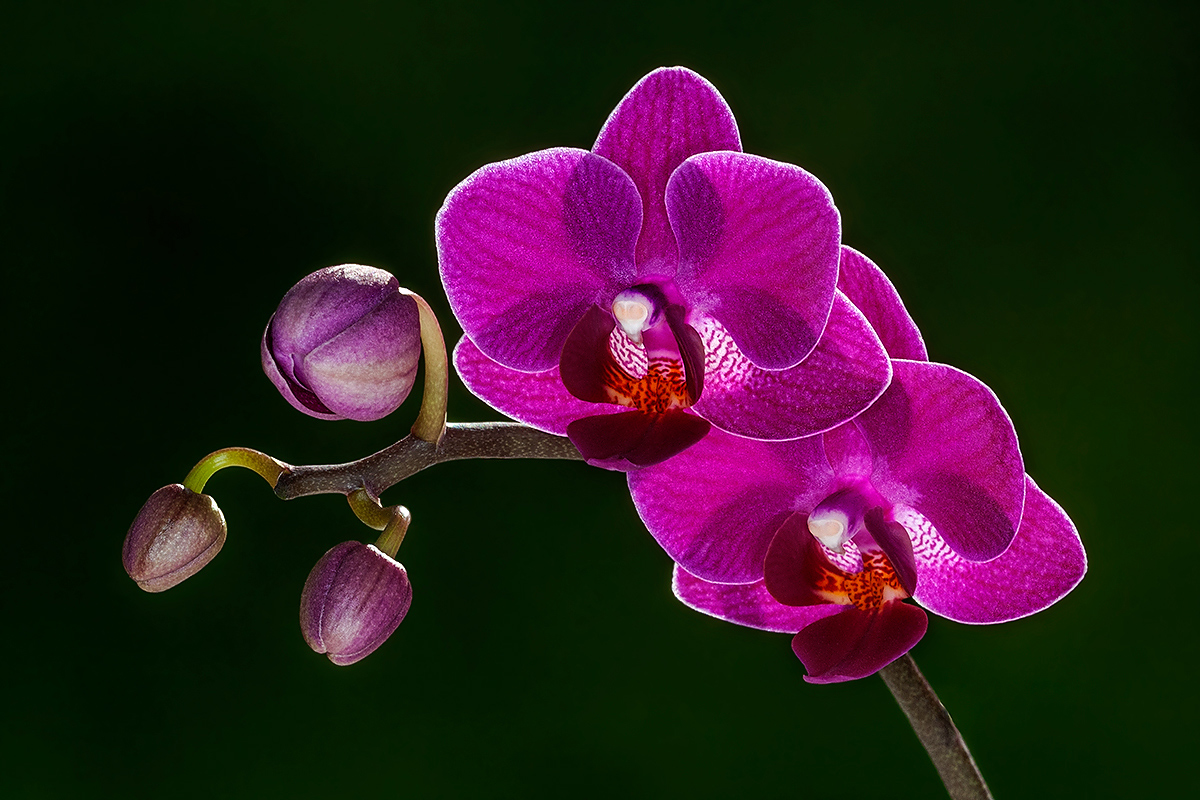 Backlit Orchid