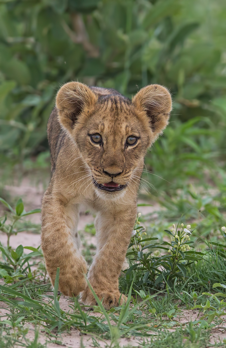 Another Hwange Cub