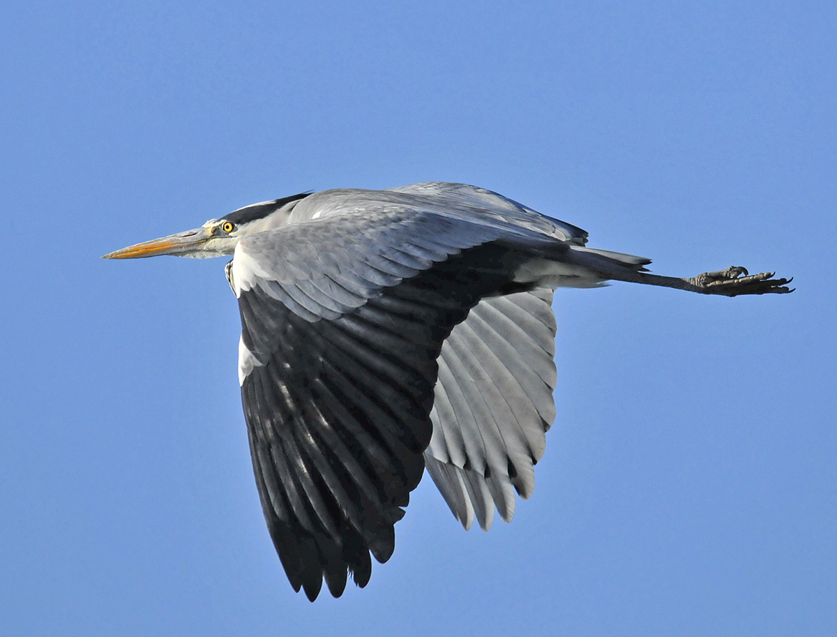 Grey Heron downbeat